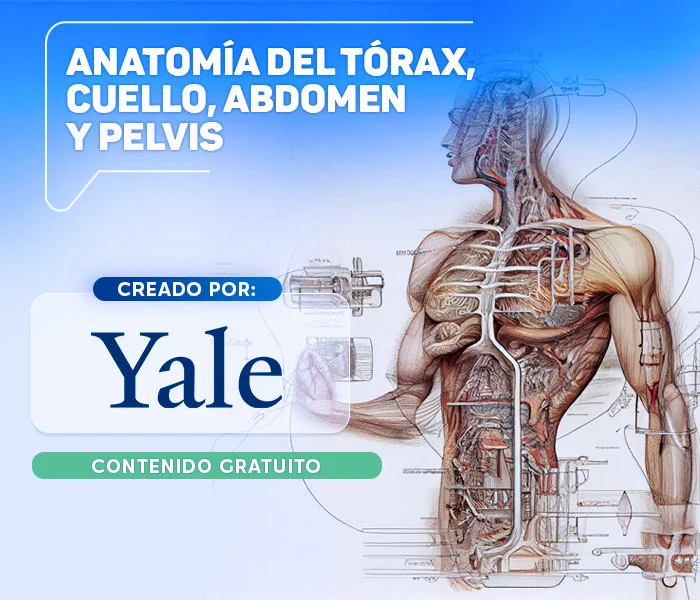Anatomia del torax cuello abdomen y pelvis