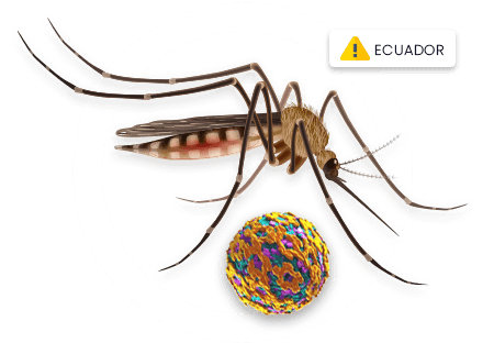 Fiebre Amarilla Ecuador - Vacuna Fiebre Amarilla Ecuador Vacuna