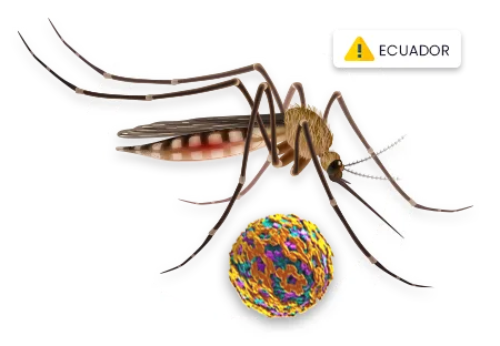 Fiebre Amarilla Ecuador - Vacuna Fiebre Amarilla Ecuador - Vacuna